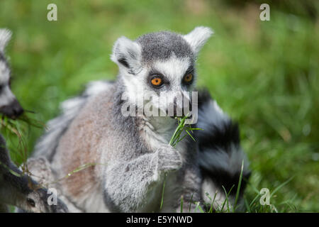 Porträt eines Ringes tailed lemur Stockfoto