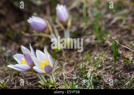 Pulsatilla vernalis. Anemone di primavera. Bergblumen in der Berggruppe Lagorai im Trentino. Italienische Alpen. Stockfoto