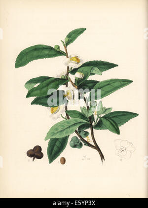 Tee, Camellia Sinensis, mit Blumen, Blätter und Früchte. Stockfoto