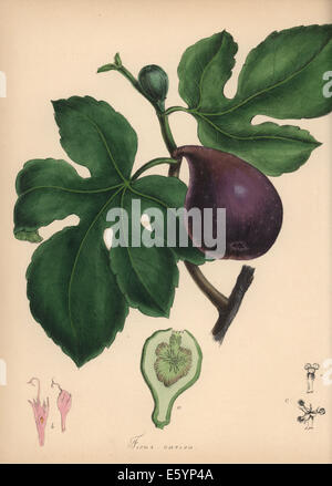 Feigen, Ficus Carica, mit Blume, Blatt, Reife Früchte und Obst im Abschnitt. Stockfoto