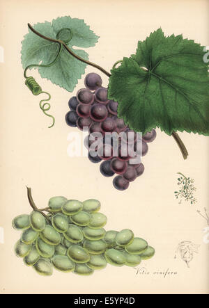 Trauben, Vitis Vinifera Rebe Blätter, ranken und Trauben. Stockfoto