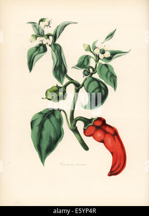 Glocke oder Chili-Pfeffer, Capsicum Annuum, mit Blumen, Blätter und Früchte. Stockfoto