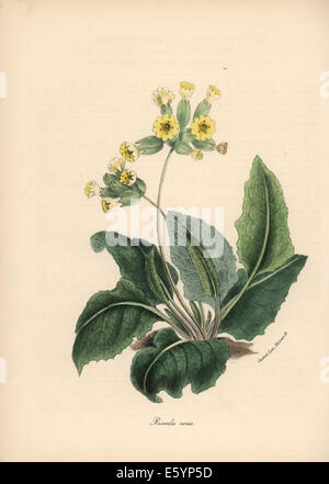 Gemeinsamen Schlüsselblume, Primula Veris. Stockfoto