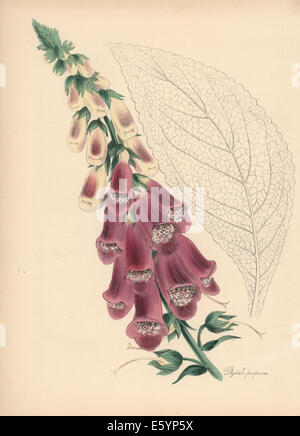 Purpurrote Fingerhut, Digitalis Purpurea. Stockfoto