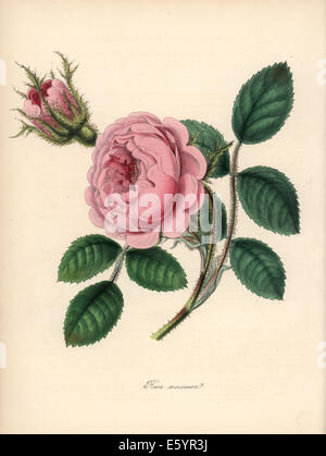 Moosrose, Rosa Centifolia. Stockfoto