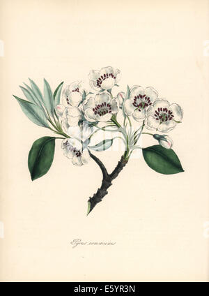 Europäische Birne, Pyrus Communis, Blüte, Blatt und Ast. Stockfoto