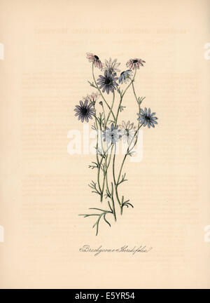 Swan River Daisy, Brachyscome Iberidifolia. Stockfoto