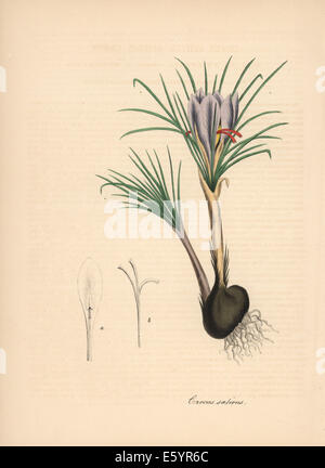 Safran Krokus, Crocus Sativus, mit Blume, Blatt, Birne und Staubblätter. Stockfoto