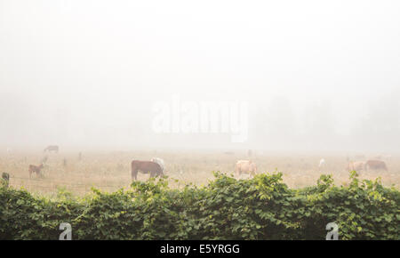 Kühe und ein Pferd Weiden im Nebel in den frühen Morgennebel. Stockfoto