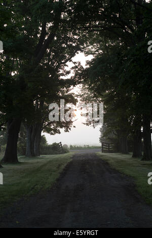 Zeigen Sie ein Ahorn Bäumen gesäumten Hof Einfahrt hinunter auf eine frühe Nebel Sommermorgen an. Stockfoto