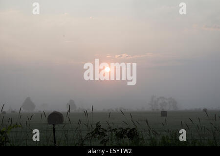 Am frühen Morgensonne über einem Bereich der Runde Ballen Heu im Nebel. Stockfoto