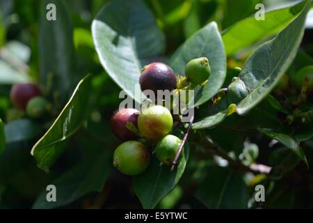 Zarte korallenrosa Ixora-Blütenknospen, die in einer stimmungsvollen Szenerie hervorbrechen, vor einem wunderschön glatten grünen Bokeh-Hintergrund betont. Stockfoto
