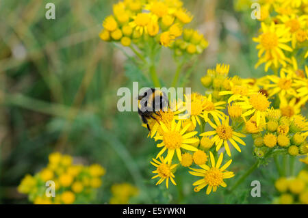 Ein Buff-tailed Hummel auf gemeinsame Kreuzkraut in Moelfre auf Anglesey Stockfoto