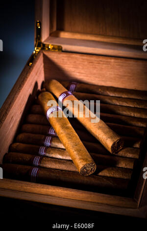 Nahaufnahme von Zigarren in offenen Humidor-box Stockfoto