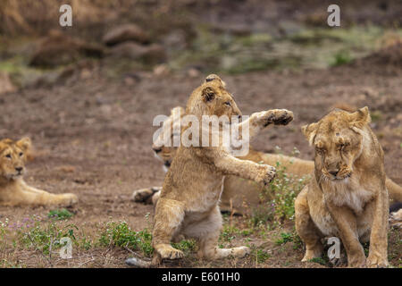 Indische Löwen Cub in einem spielerischen Aktion [Panthera Leo Persica] an der Gir Forest, Gujarat in Indien. Stockfoto