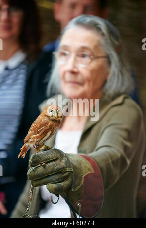Ältere Frau hält einen zentralamerikanischen Sperlingskauz auf eine Falknerei Experience Center Parcs Sherwood Forest UK Stockfoto