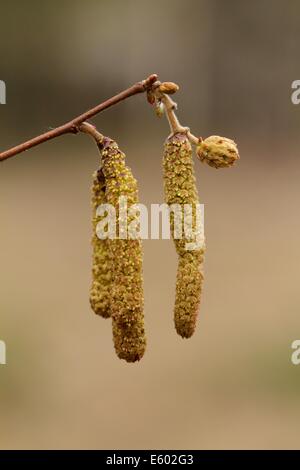 Kätzchen die Gemeinsame Hasel Corylus Avellana in Finnland. Stockfoto