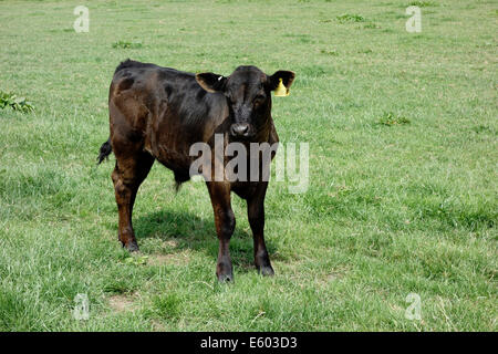 Rind Viehzucht junges Aberdeen Angus Kalb auf üppigen Rasen im Sommersonnenschein Stockfoto