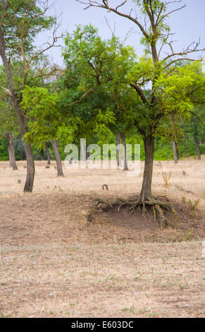 grüne, große Baumwurzeln im Wald Stockfoto