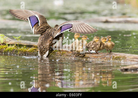 Mallard Ente Huhn und sechs Entenküken. Stockfoto