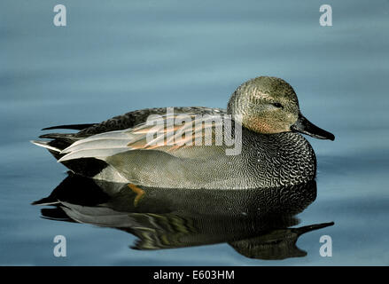 Gadwall Anas strepera Stockfoto