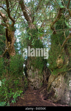 Defynnog Eibe, St Cynogs Kirchhof nr Sennybridge Powys Wales. 5.000 Jahre alter Baum ältester lebender Baum in UK HOMER SYKES Stockfoto