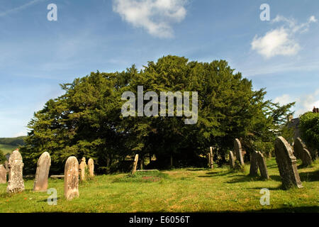 Defynnog Yew Tree, St Cynogs Churchyard bei Sennybridge Powys Wales. 5.000 Jahre alter Baum ältester lebender Baum im Jahr 2014 2010s in Großbritannien HOMER SYKES Stockfoto