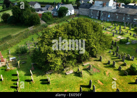 Yew Tree UK. Defynnog alte Eibe, St Cynogs Churchyard Nr Sennybridge Powys Wales. 5.000 Jahre alter Baum ältester lebender Baum Großbritanniens. HOMER SYKES Stockfoto