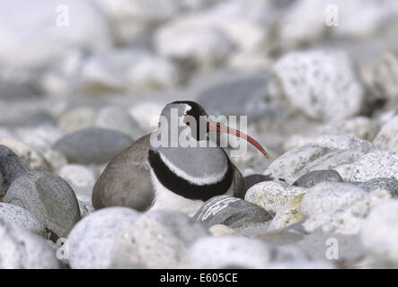 Ibisbill - Ibidorhyncha struthersii Stockfoto