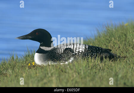 Great Northern Diver Gavia immer Stockfoto