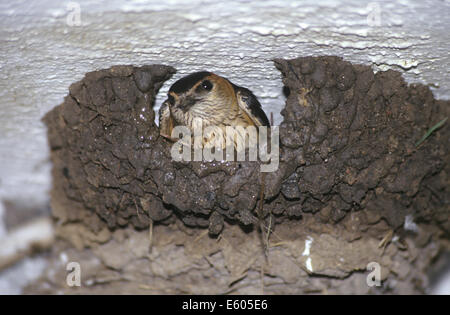 Rot-Psephotus schlucken Hirundo daurica Stockfoto