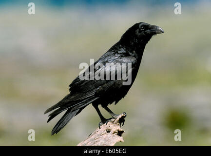 Raven-Corvus corax Stockfoto