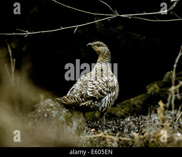 Auerhahn at Urogallus weiblich Stockfoto