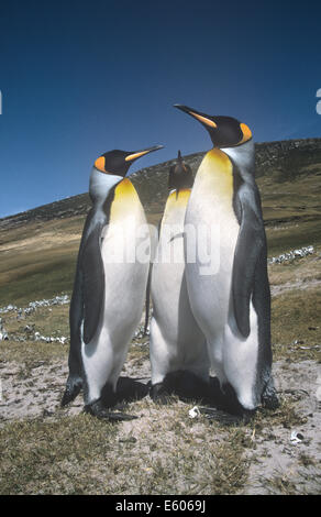 Königspinguine - Apternodytes patagonica Stockfoto