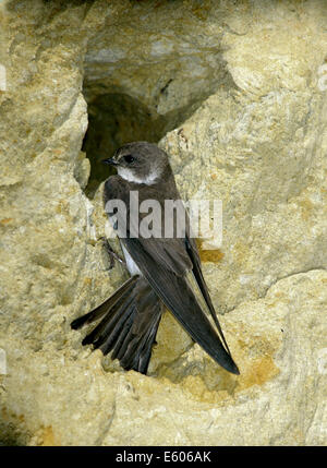 Sand Martin Riparia riparia Stockfoto