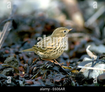 Wiese Pieper Anthus pratensis Stockfoto