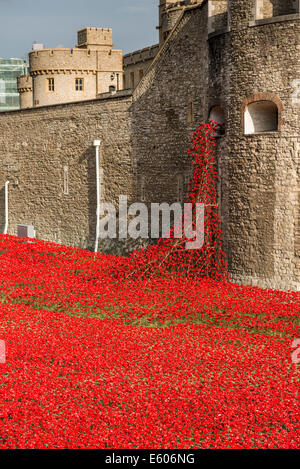 Anlässlich die Hundertjahrfeier des ersten Weltkrieges wurden Tausende von Keramik Mohnblumen in den Wassergraben des Tower of London platziert Stockfoto