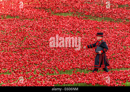 Ein Beefeater Spaziergänge durch ein Feld von Keramik Mohnblumen in den Tower of London in Erinnerung an den ersten Weltkrieg Stockfoto