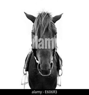 Pferdekopf Stockfoto