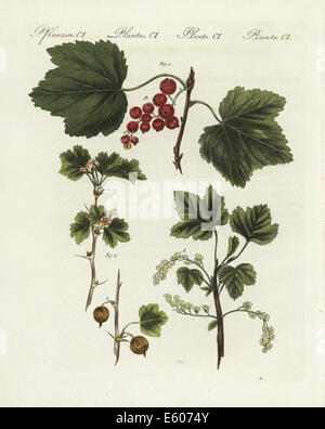 Ribes Rubrum, roten Johannisbeeren und Stachelbeeren, Ribes Grossularia. Stockfoto