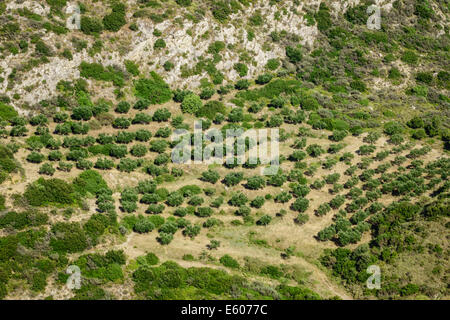 Zakynthos, Griechenland - Blick vom Gipfel des Mt Skopos auf der Halbinsel Vassilikos. Olivenhaine. Stockfoto