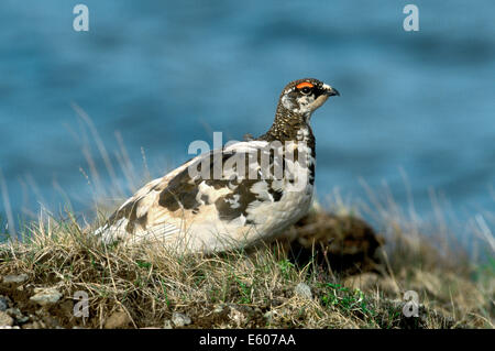 Schneehühner Lagopus mutus Stockfoto