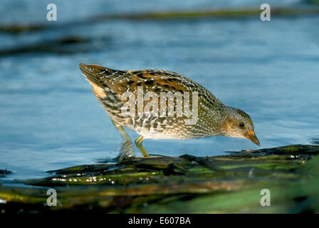 Spotted Crake Porzana porzana Stockfoto