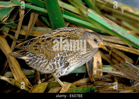 Spotted Crake Porzana porzana Stockfoto