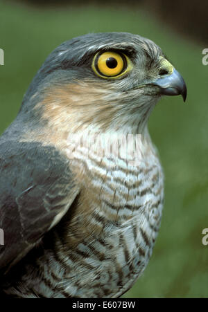 Sparrowhawk Accipiter nisus Stockfoto