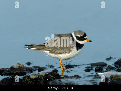 Flussregenpfeifer Plover Charadrius hiaticula Stockfoto