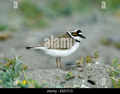 Kleinen Flussregenpfeifer Plover Charadrius dubius Stockfoto