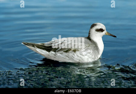 Grey Phalarope Phalaropus fulicarius Stockfoto