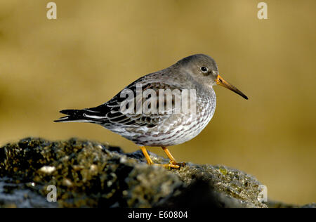 Lila Strandläufer Calidris maritima Stockfoto