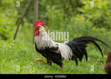 Freie Strecke Silber leghorn Hahn und Henne Stockfoto